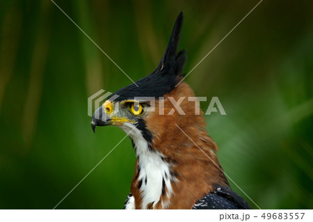 Portrait of Ornate Hawk-eagle, Spizaetus ornatus 49683557