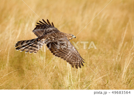 Flying bird of prey Goshawk, Accipiter gentilis 49683564