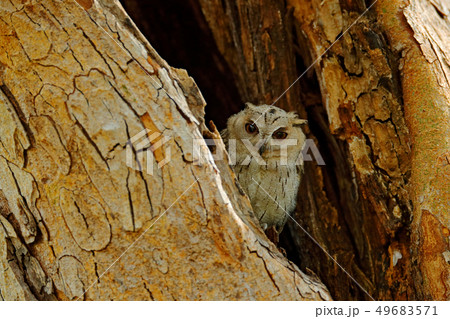 Bird from India. Fish owl sitting on tree Bird from India. Fish owl sitting on tree 49683571