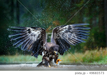 White-tailed Eagle in flight above the dark lake 49683573