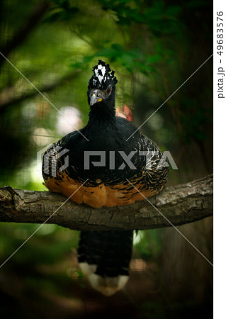 Bare-faced Curassow, Crax fasciolata 49683576