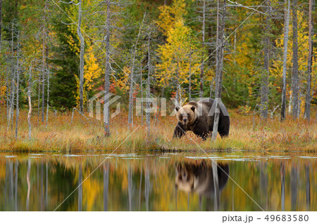 Bear hidden, yellow forest. Autumn trees with bear Bear hidden, yellow forest. Autumn trees with bear 49683580