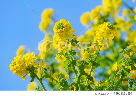 青空と菜の花 49683584