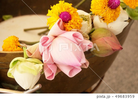 Buddhist Putting Lotuses and Marigold Flowers 49683959