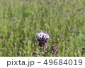 アンジェリアの花 49684019