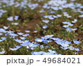 ネモフィラの花 49684021