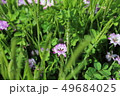 レンゲの花 49684025