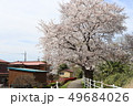土手の桜 49684026