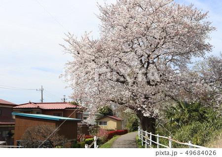 土手の桜 49684026