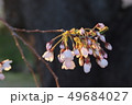 五分咲きの桜 49684027