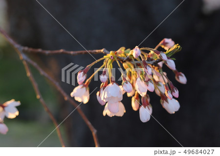 五分咲きの桜 49684027