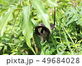 ウラシマソウ 49684028