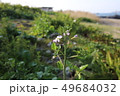 ハマダイコンの花 49684032