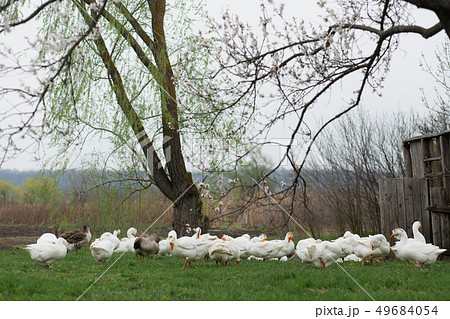 a flock of white geese walk in the spring in the a flock of white geese walk in the spring in the 49684054