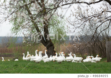 geese are walking in the spring in the village on 49684055