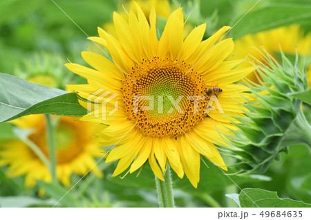ヒマワリ畑のヒマワリの蜂がいる黄色い花（頭状花序）をアップで撮影した写真 49684635