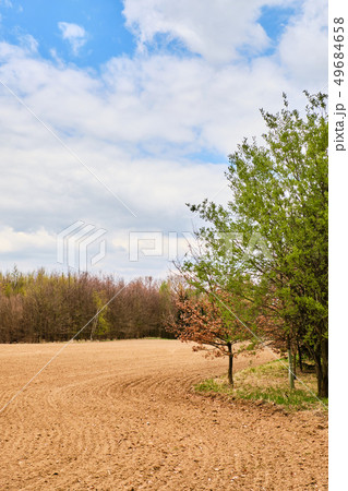 Brown field by forest 49684658