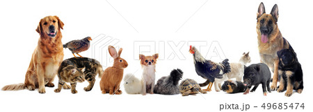 group of pets 49685474