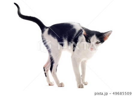 urinating oriental cat 49685509