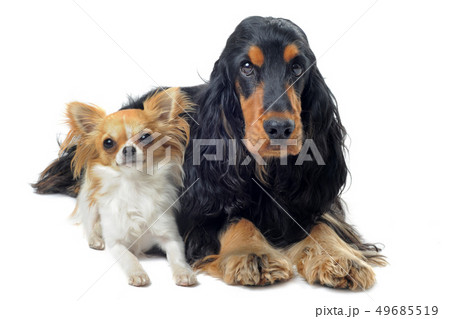 english cocker and chihuahua english cocker and chihuahua 49685519