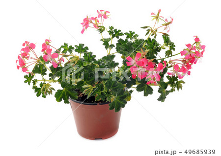 hanging geraniums 49685939