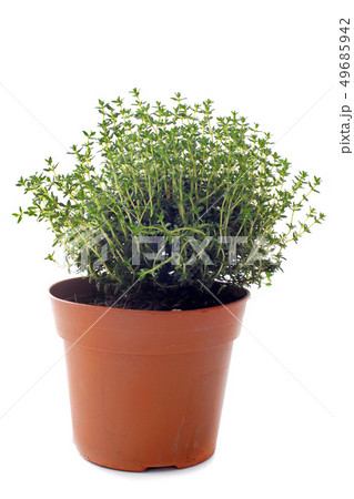 thyme in pot isolated 49685942