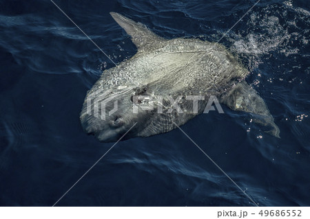 sunfish on sea surface while eating velella sunfish on sea surface while eating velella 49686552