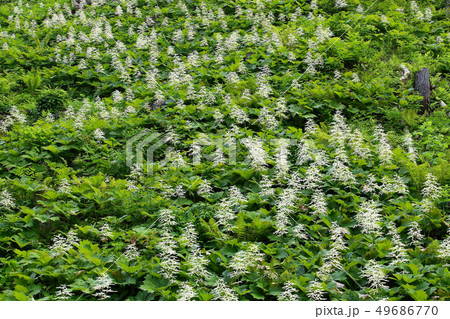 ヤグルマソウ　初夏の里山 49686770