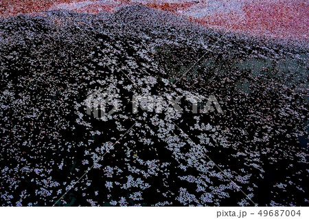 桜の花びら　花筏 49687004