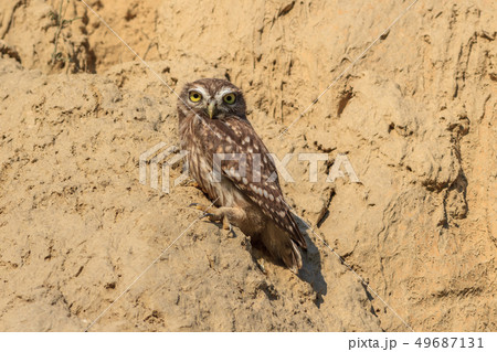 burrowing owl (athene cunicularia) 49687131