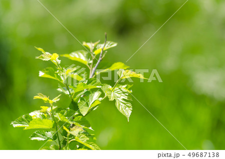 桑の若葉 桑の若葉 49687138