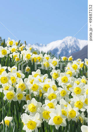駒ヶ根市 雪山とスイセン 駒ヶ根市 雪山とスイセン 49687152