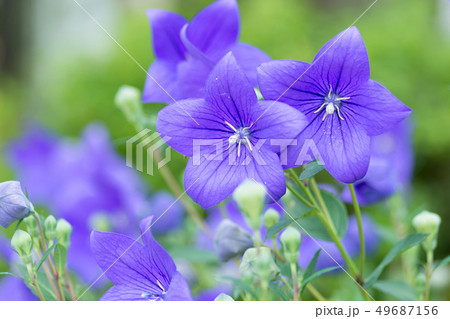 キキョウの花 キキョウの花 49687156