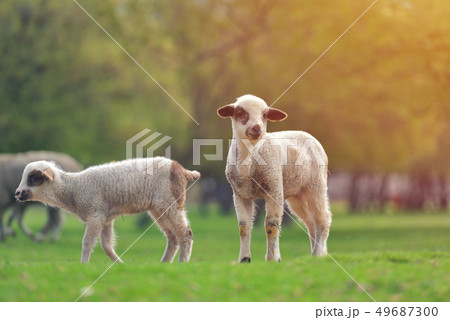 Cute little lambs on fresh spring green meadow 49687300