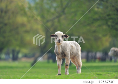 Cute little lambs on fresh spring green meadow 49687301