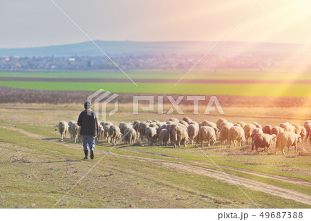 Shepherd and herd of sheep at the sunset with warm 49687388