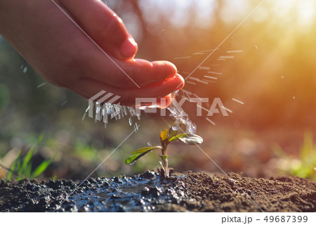 Young farmer watering a young plant growing in Young farmer watering a young plant growing in 49687399