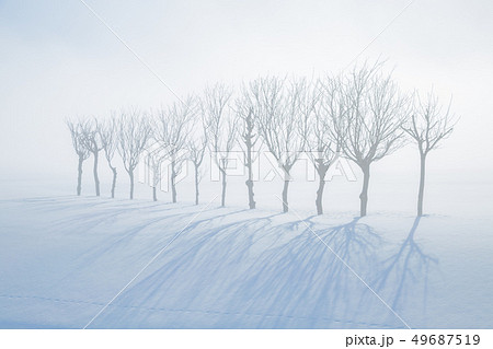 新潟県小千谷市 雪霧の中から現れた、雪田に立つ13本のハサ木と影 新潟県小千谷市 雪霧の中から現れた、雪田に立つ13本のハサ木と影 49687519