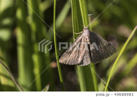 Small purple-barred (Phytometria viridaria) Small purple-barred (Phytometria viridaria) 49688983