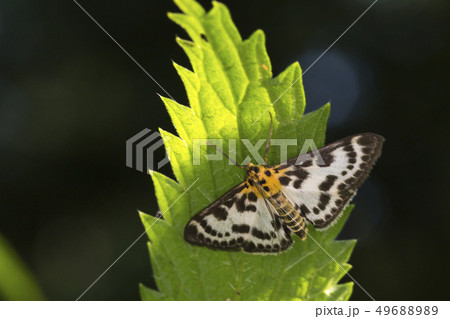 Small magpie (Anania hortulata) 49688989