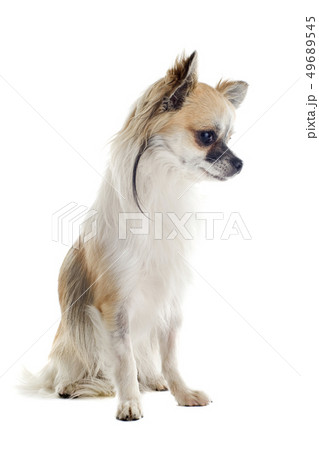 chihuahua 49689545