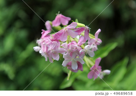 Soapwort ,Saponaria officinalis Soapwort ,Saponaria officinalis 49689658