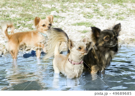 chihuahuas in the river 49689685