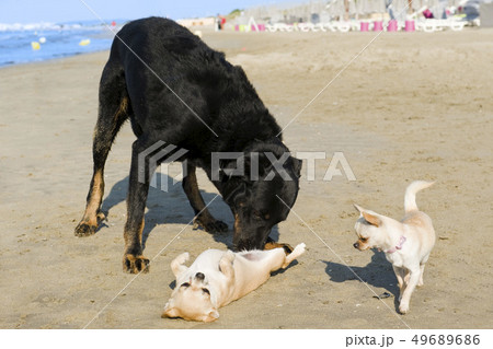 chihuahuas and beauceron on the beach 49689686