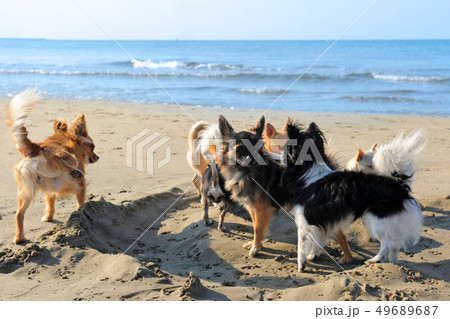 chihuahuas on the beach 49689687