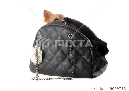 travel bag and chihuahua 49689738