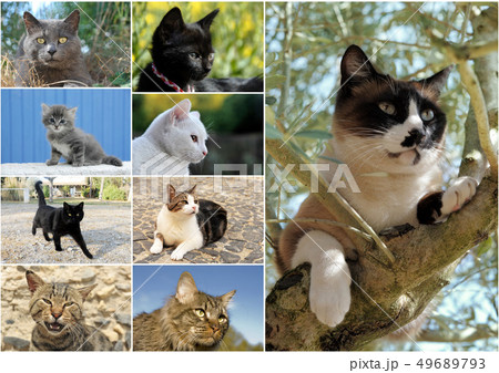 cats 49689793