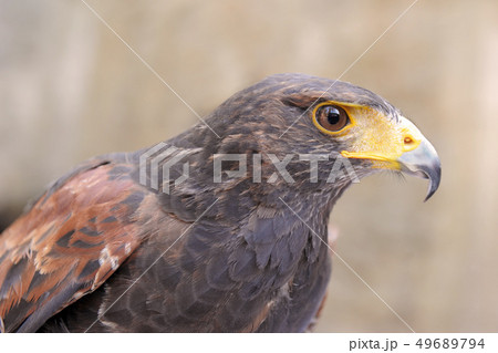 Harris's Hawk 49689794