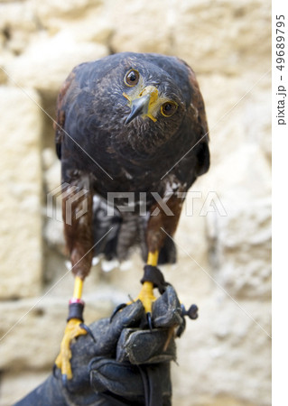Harris's Hawk 49689795