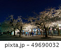 三嶋大社 夜桜 Mishima Taisha Night cherry blossom 49690032